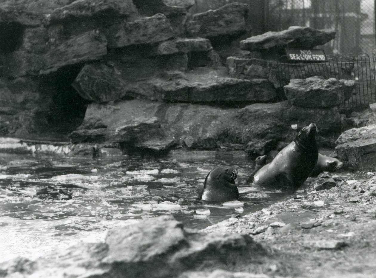 Kalifornien sjölejon med is på deras pool, London Zoo av Frederick William Bond