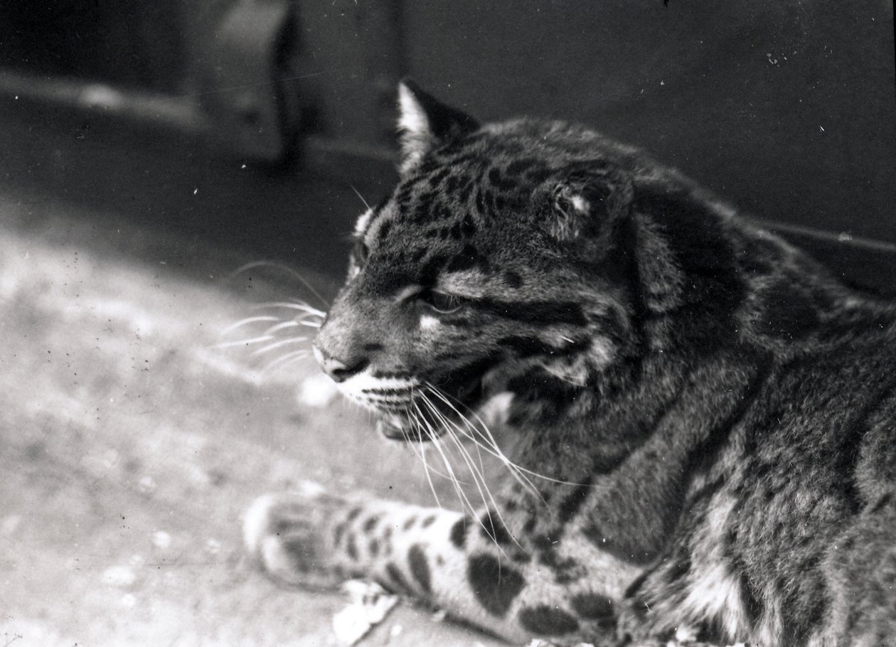 Molnig leopard, 1922 av Frederick William Bond