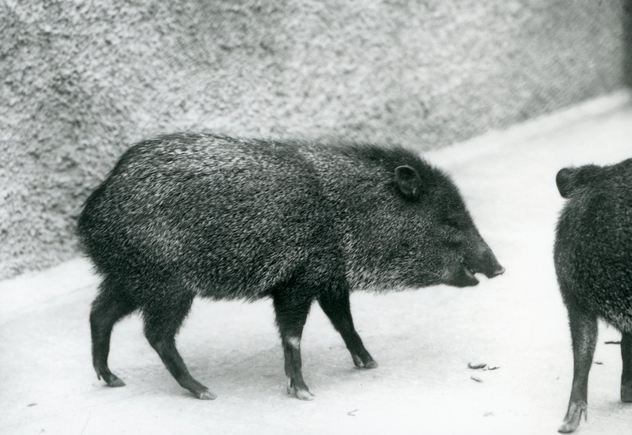 Collared Peccaries på London Zoo, 1927 av Frederick William Bond