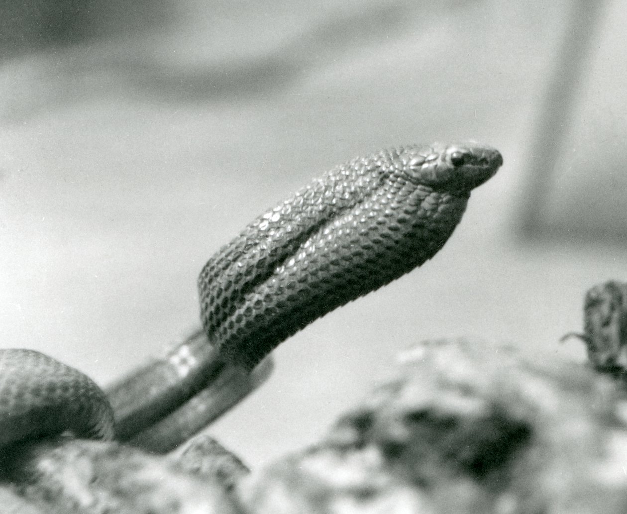 Äggätande orm på London Zoo 1930 (s/v foto) av Frederick William Bond
