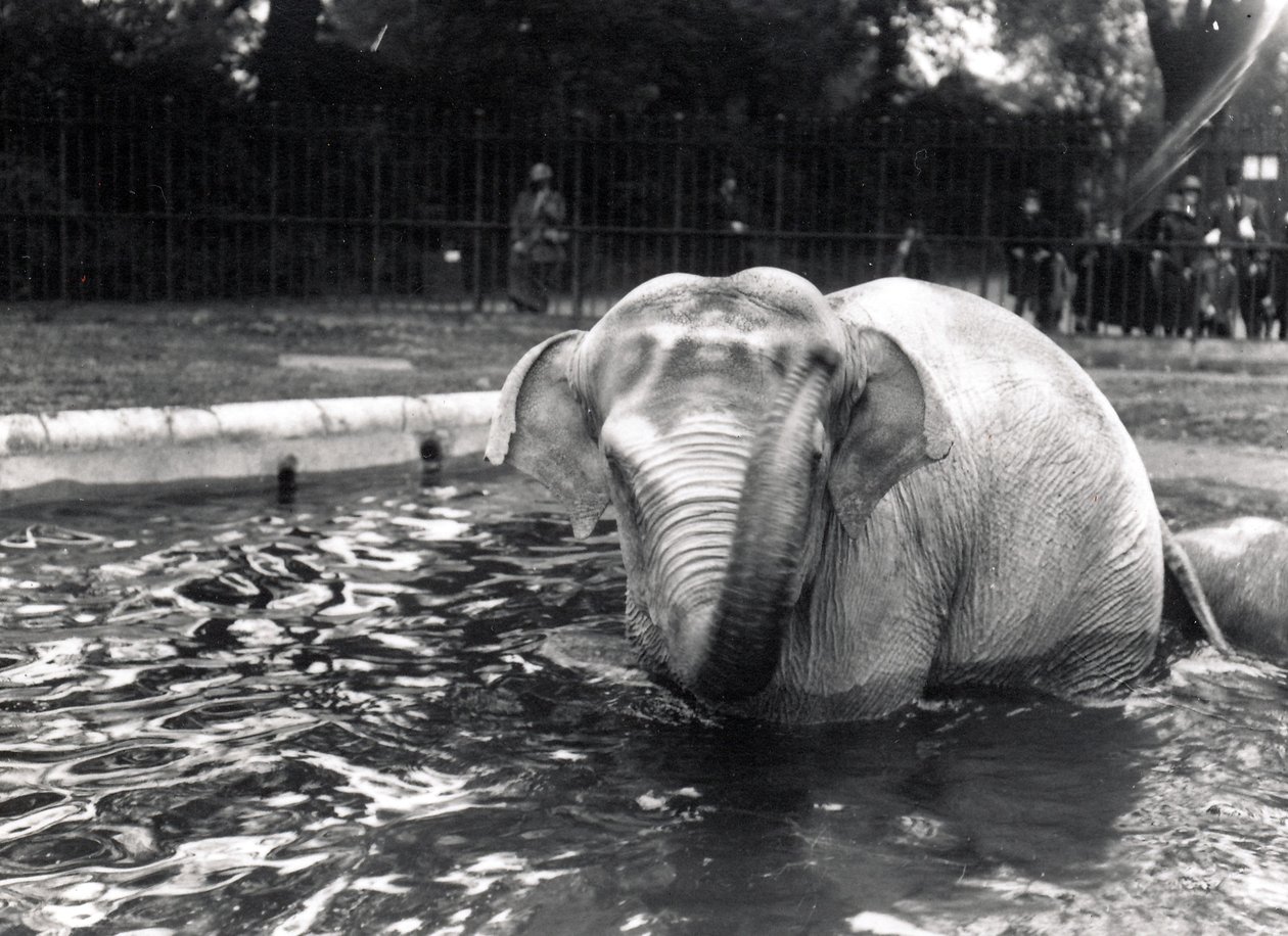 Elefantbad av Frederick William Bond