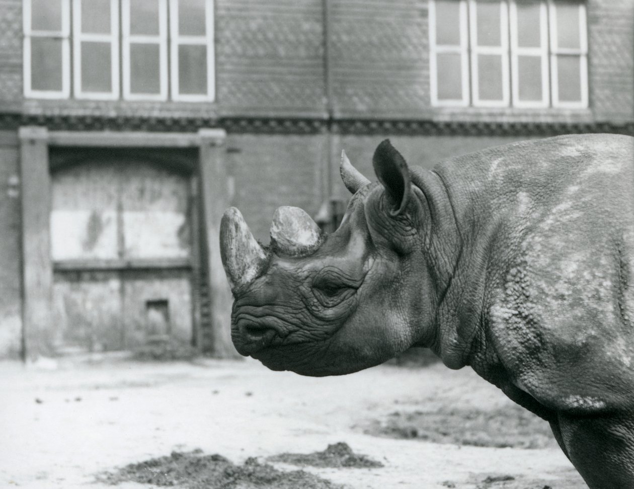 Eliza är en kvinnlig Black Rhinoceros, London Zoo av Frederick William Bond