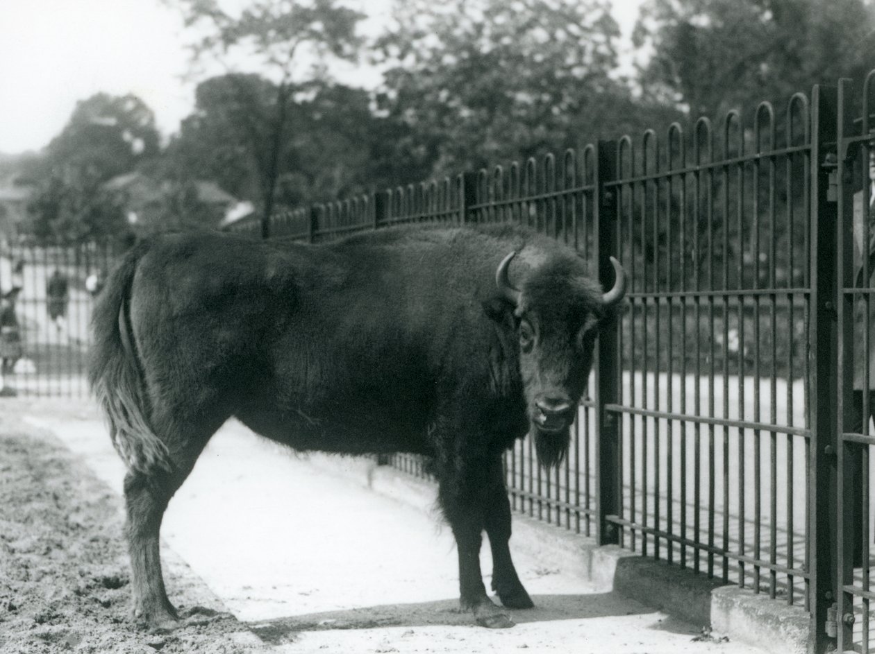 European Bison Georgina vid barerna i hennes hage, London Zoo, 12 augusti 1926 av Frederick William Bond