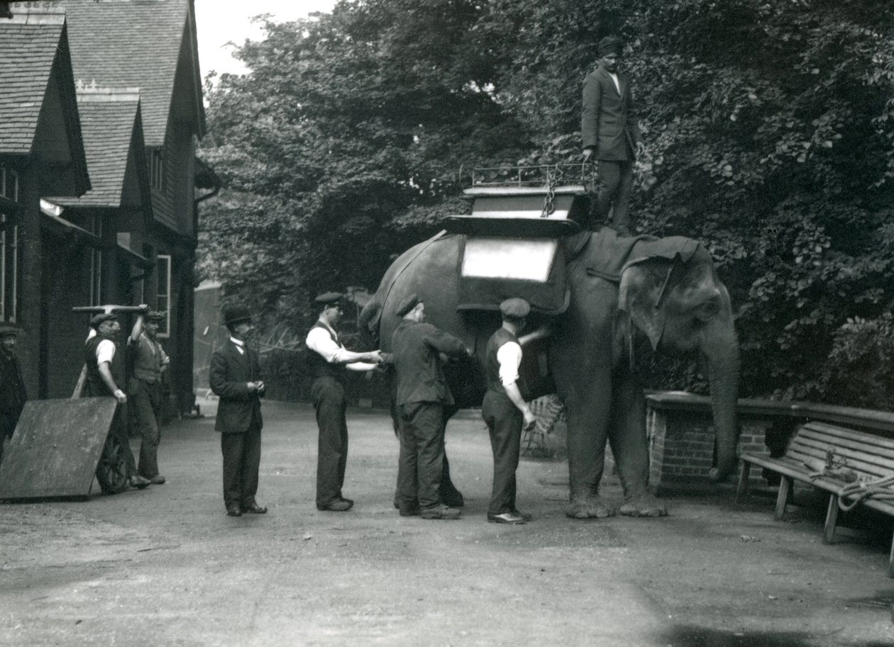 Den asiatiska elefanthonan Indiarani utrustas med en sadel av djurskötare på norra sidan av elefanthuset. London Zoo, augusti 1920 av Frederick William Bond