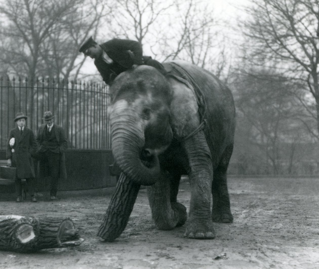 Kvinnlig asiatisk elefant, "Indiarani", flyttar timmer med sin snabel, medan hennes djurskötare sitter på hennes rygg och dirigerar henne och två andra personer tittar på, London Zoo av Frederick William Bond