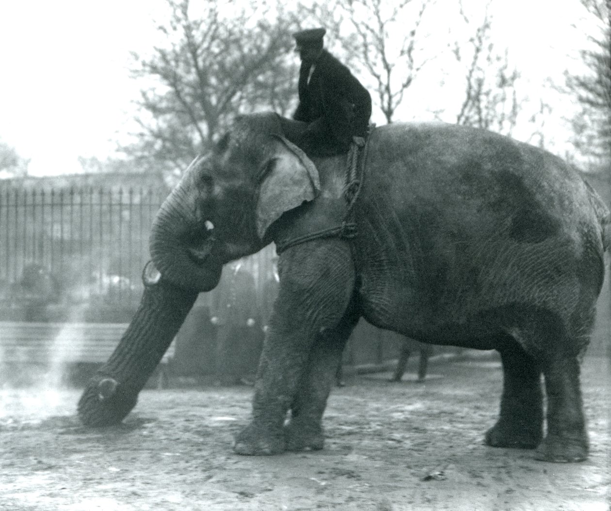 Asiatisk elefanthona, indiarani, flyttar timmer med sin snabel, medan hennes skötare sitter på rygg och dirigerar henne, London Zoo, 1925 av Frederick William Bond