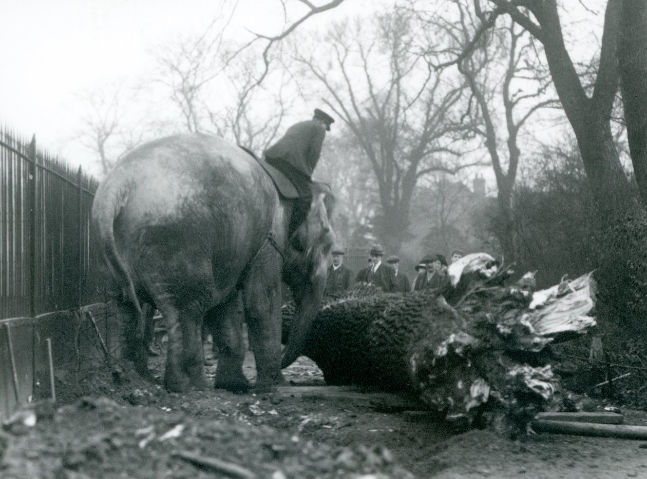 Asiatisk elefanthona, indiarani, flyttar timmer med sin snabel, medan hennes skötare sitter på rygg och dirigerar henne, London Zoo, 1925 av Frederick William Bond