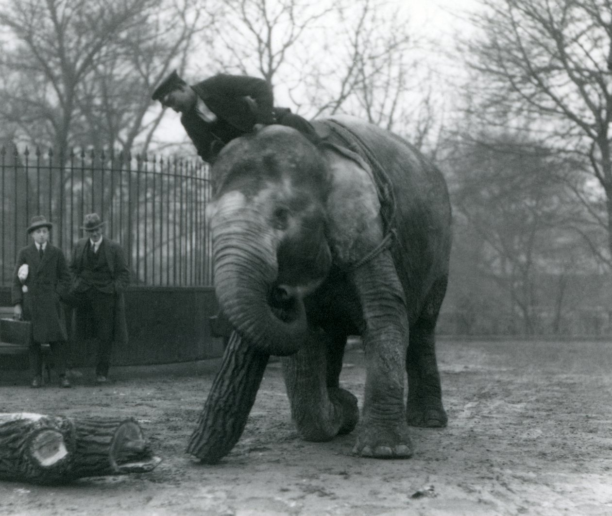 Asiatisk elefanthona, indiarani, flyttar timmer med sin snabel, medan hennes djurskötare sitter på hennes rygg och dirigerar henne och två andra personer tittar på, London Zoo, 1925 av Frederick William Bond