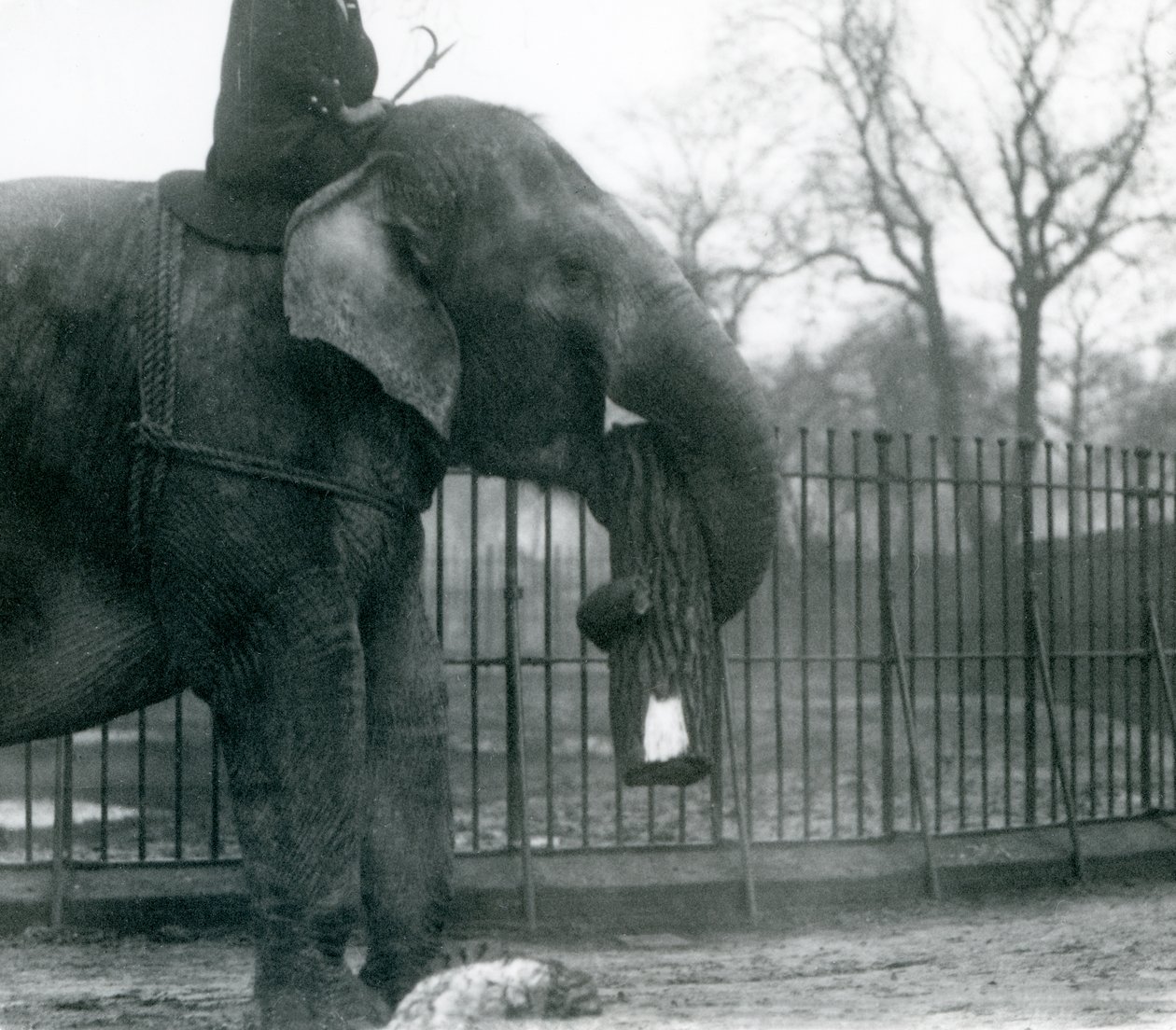 Asiatisk elefanthona, indiarani, flyttar timmer med sin snabel, medan hennes skötare sitter på rygg och dirigerar henne, London Zoo, 1925 av Frederick William Bond