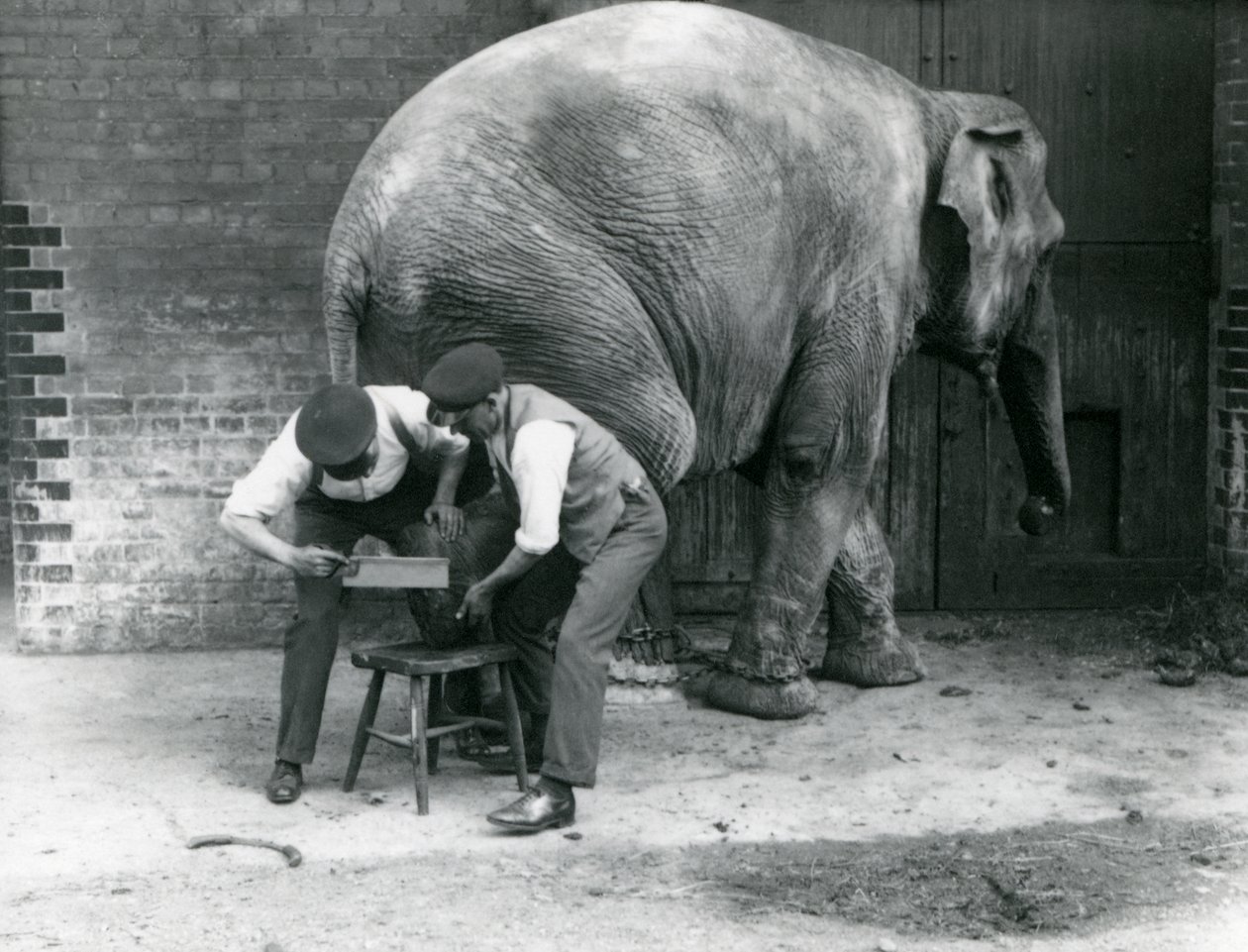 Den asiatiska elefanthonan Sundermalah fick sina fötter trimmade av sina djurhållare på London Zoo, augusti 1926 av Frederick William Bond