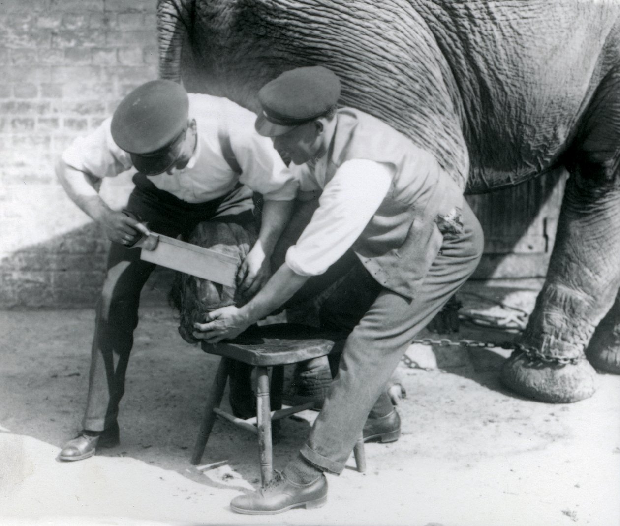 Den asiatiska elefanthonan Sundermalah fick sina fötter trimmade av sina djurhållare på London Zoo, augusti 1926 av Frederick William Bond