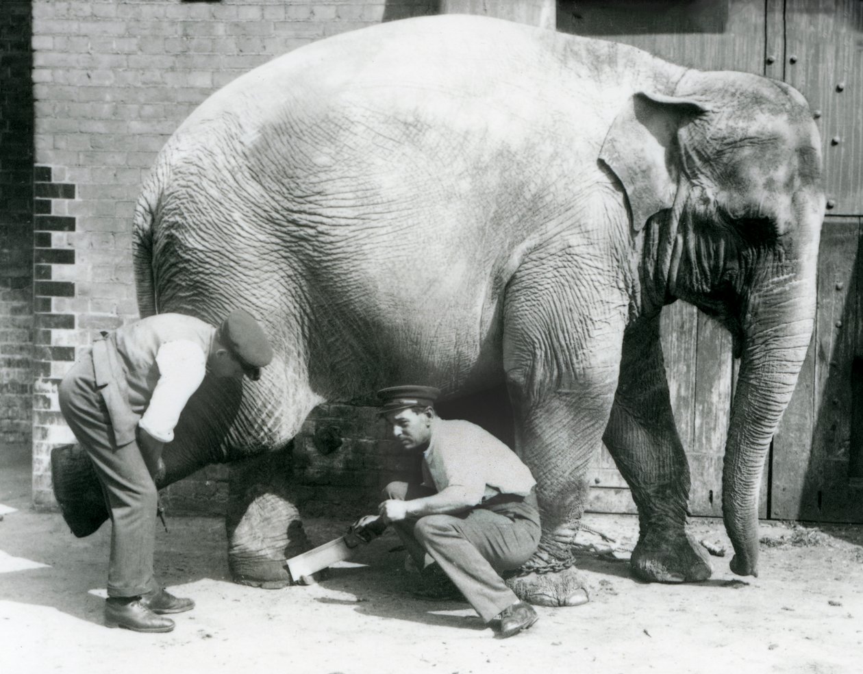 Den asiatiska elefanthonan Sundermalah fick sina fötter trimmade av sina djurhållare på London Zoo, augusti 1926 av Frederick William Bond