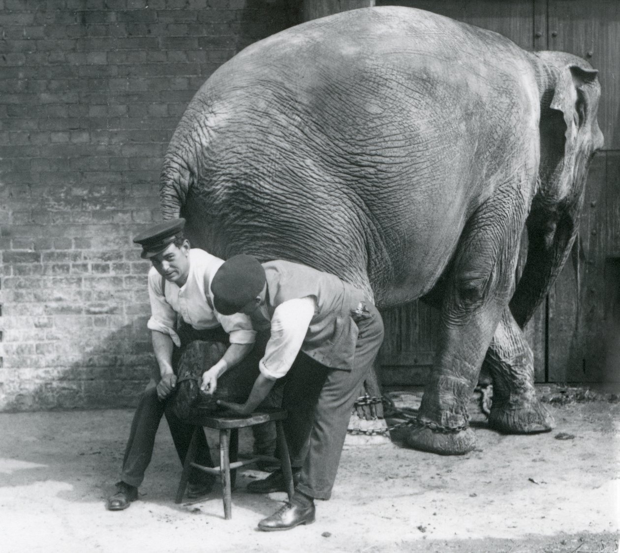 Kvinnlig asiatisk elefant som trimmas av sina fötter på London Zoo, augusti 1926 av Frederick William Bond