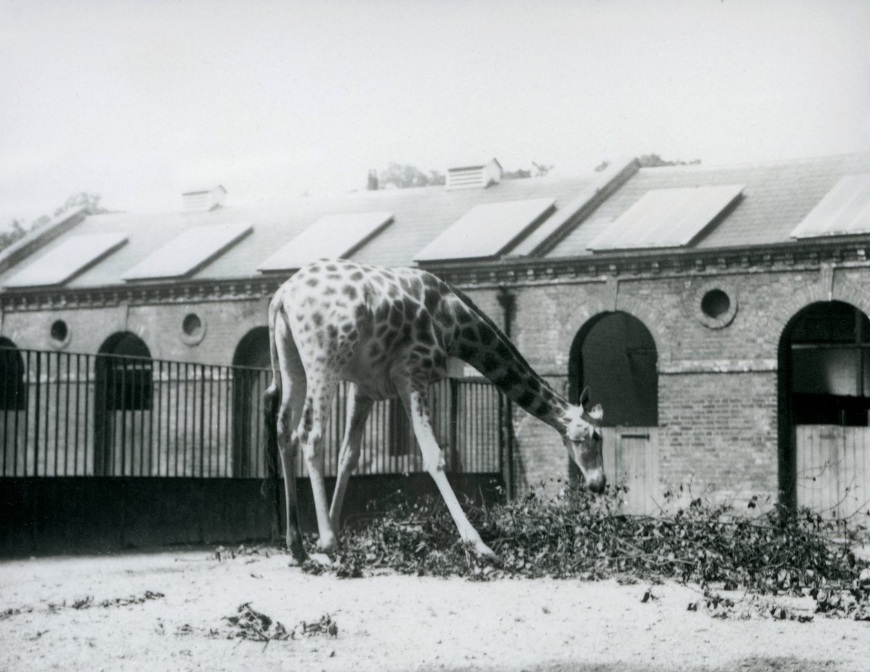Kvinnlig giraff, 