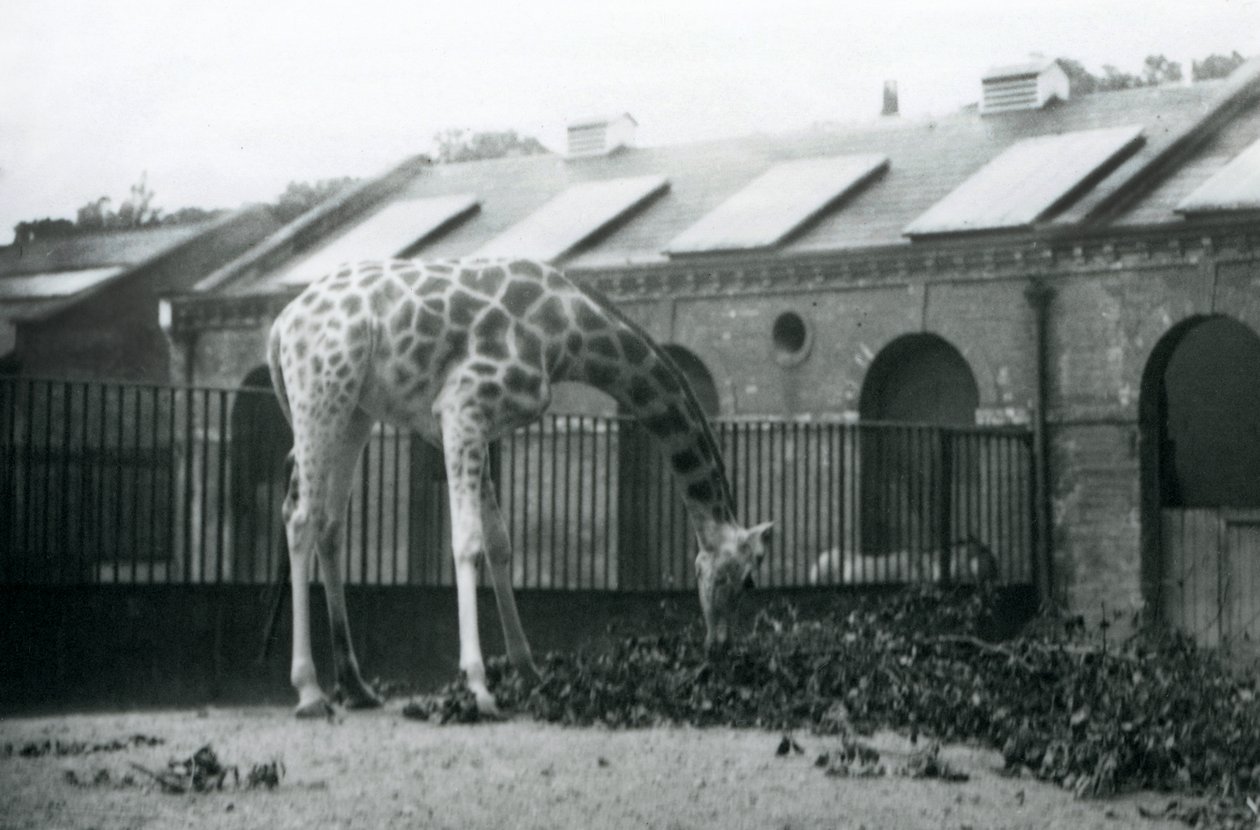 Kvinnlig giraff, 