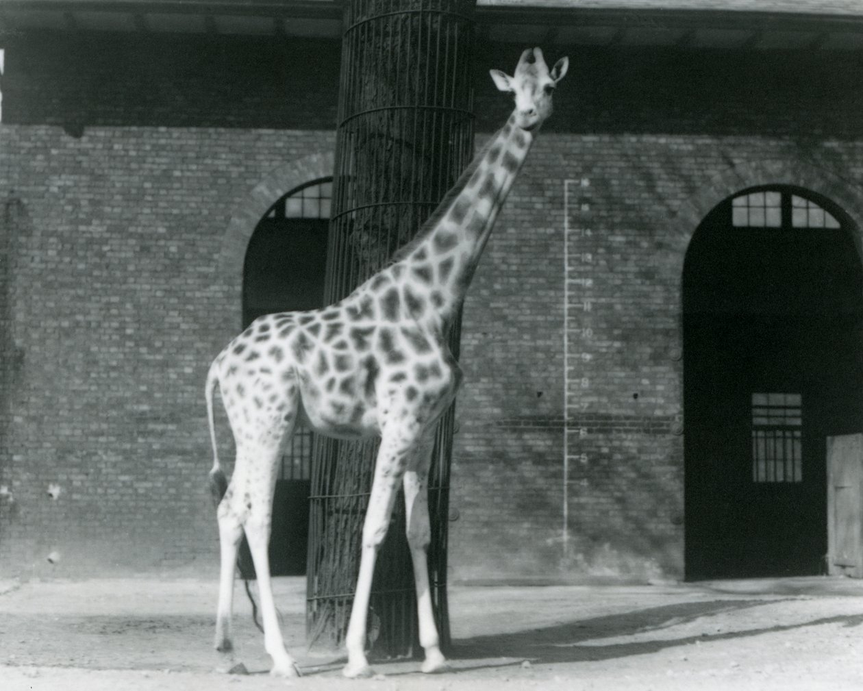 Kvinnlig giraff, 