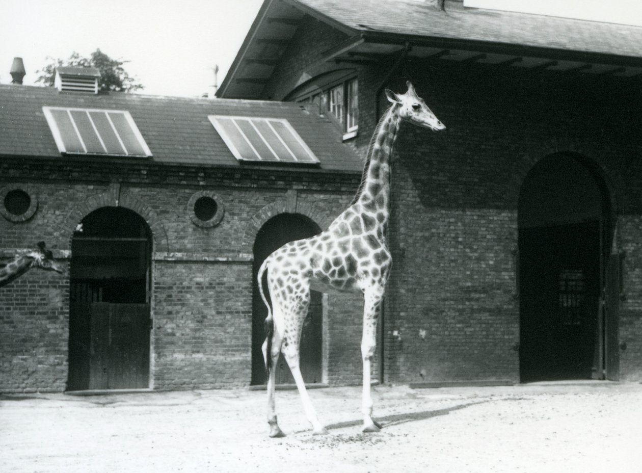 Kvinnlig giraff, Maud, stående i hagen utanför Giraffe House, London Zoo, juli 1925 av Frederick William Bond