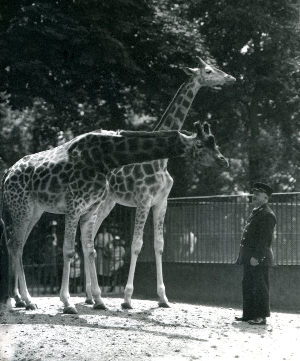 Kvinnliga giraffer Maud och Maggie, med målvakten Ernie Professor Bowman, London Zoo, juli 1924 av Frederick William Bond