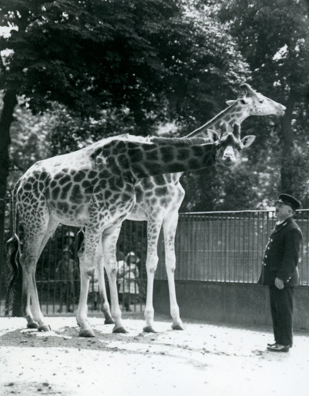 Kvinnliga giraffer Maud och Maggie, med målvakten Ernie Professor Bowman, London Zoo, juli 1924 av Frederick William Bond