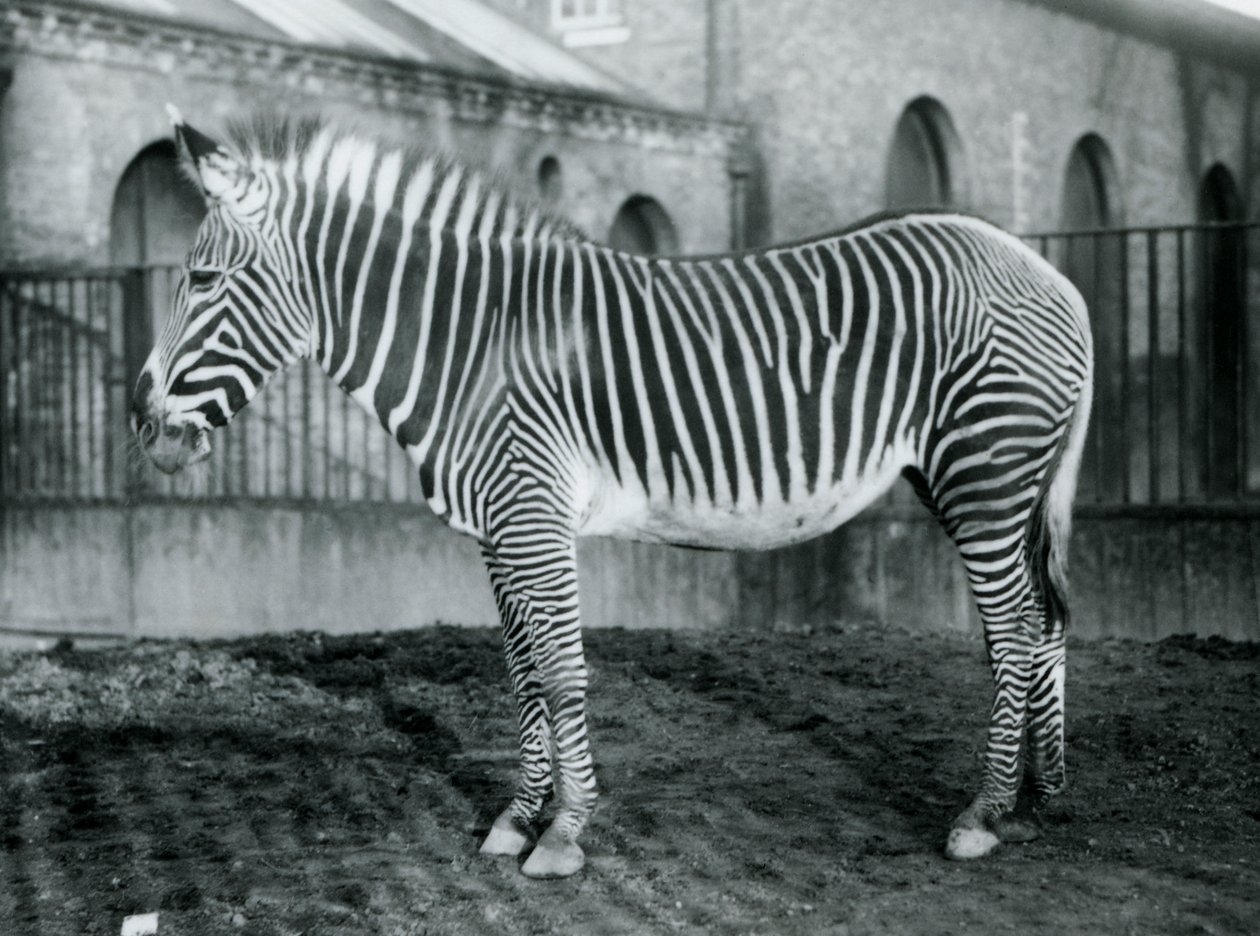 Kvinnliga Grevys Zebra, eller Imperial Zebra, Jennie står i sin hage på London Zoo, 1927 av Frederick William Bond