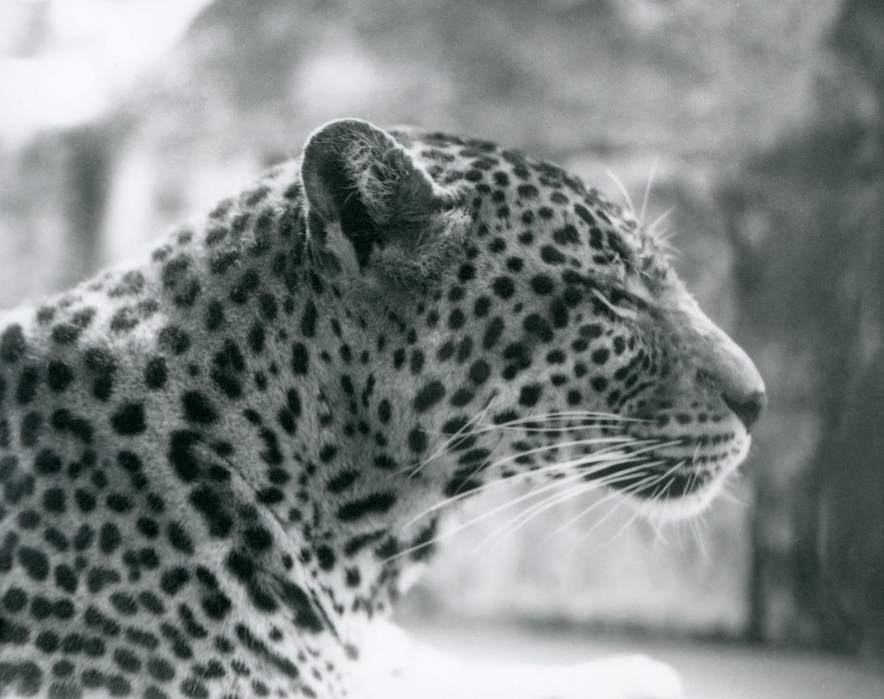Leopardhonan Daisy på London Zoo i augusti 1925 av Frederick William Bond