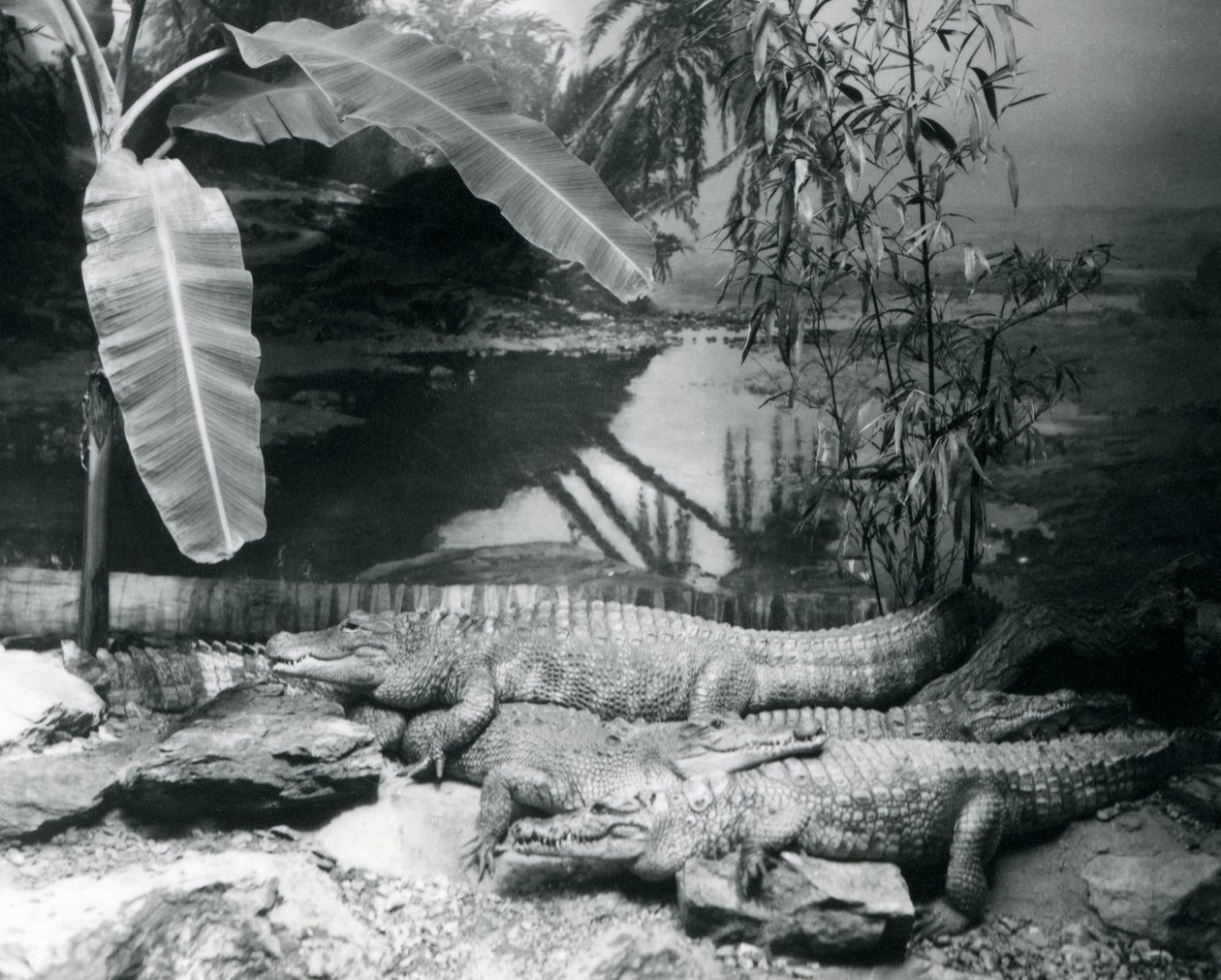 Fyra Alligatorer, i en panoramamiljö med ett bananträd, på London Zoo 1929 (s/v foto) av Frederick William Bond