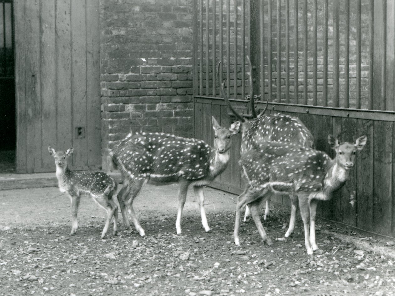 Four Axis Deer inklusive, en bock med horn och en fawn, på London Zoo 1926 (s/v foto) av Frederick William Bond