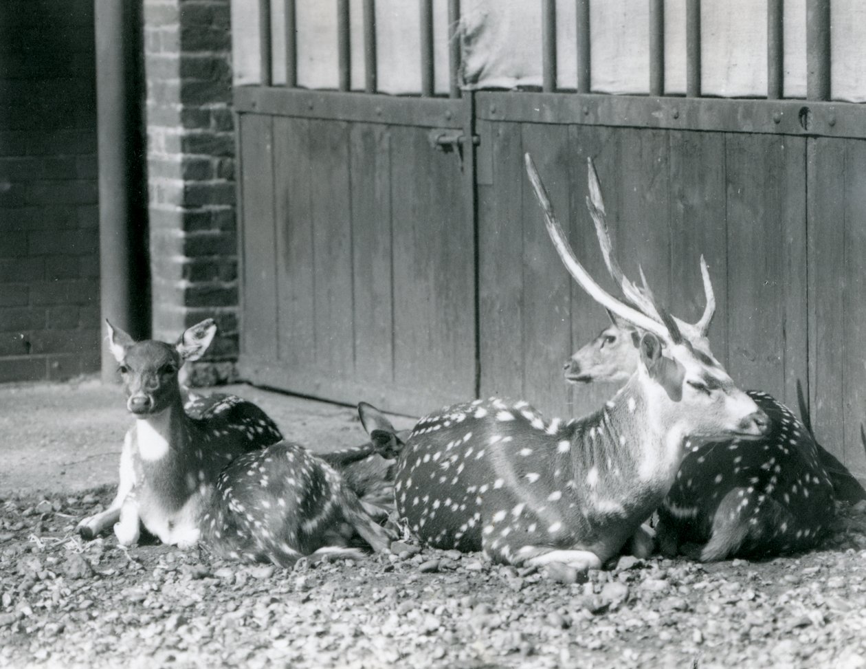 Four Axis Deer inklusive, en bock med horn, på London Zoo 1924 av Frederick William Bond