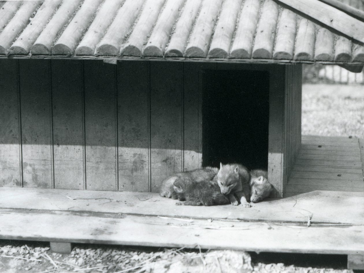 Fyra Coyote-valpar vilar i ingången till sin håla/träkennel, London Zoo av Frederick William Bond