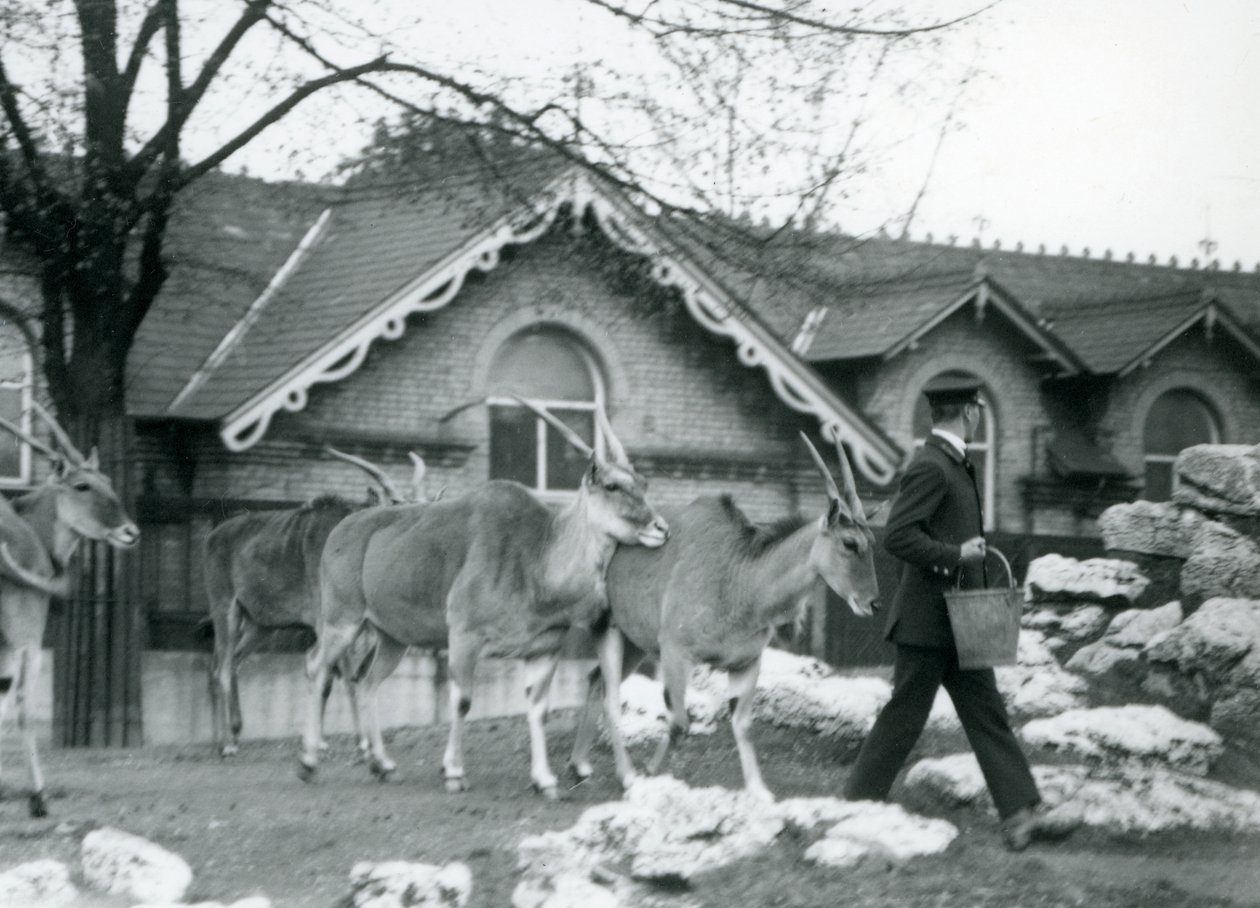 Fyra Eland följer sin djurhållare, vid matning, i hage utanför Antelope House, London Zoo, juni 1925 av Frederick William Bond