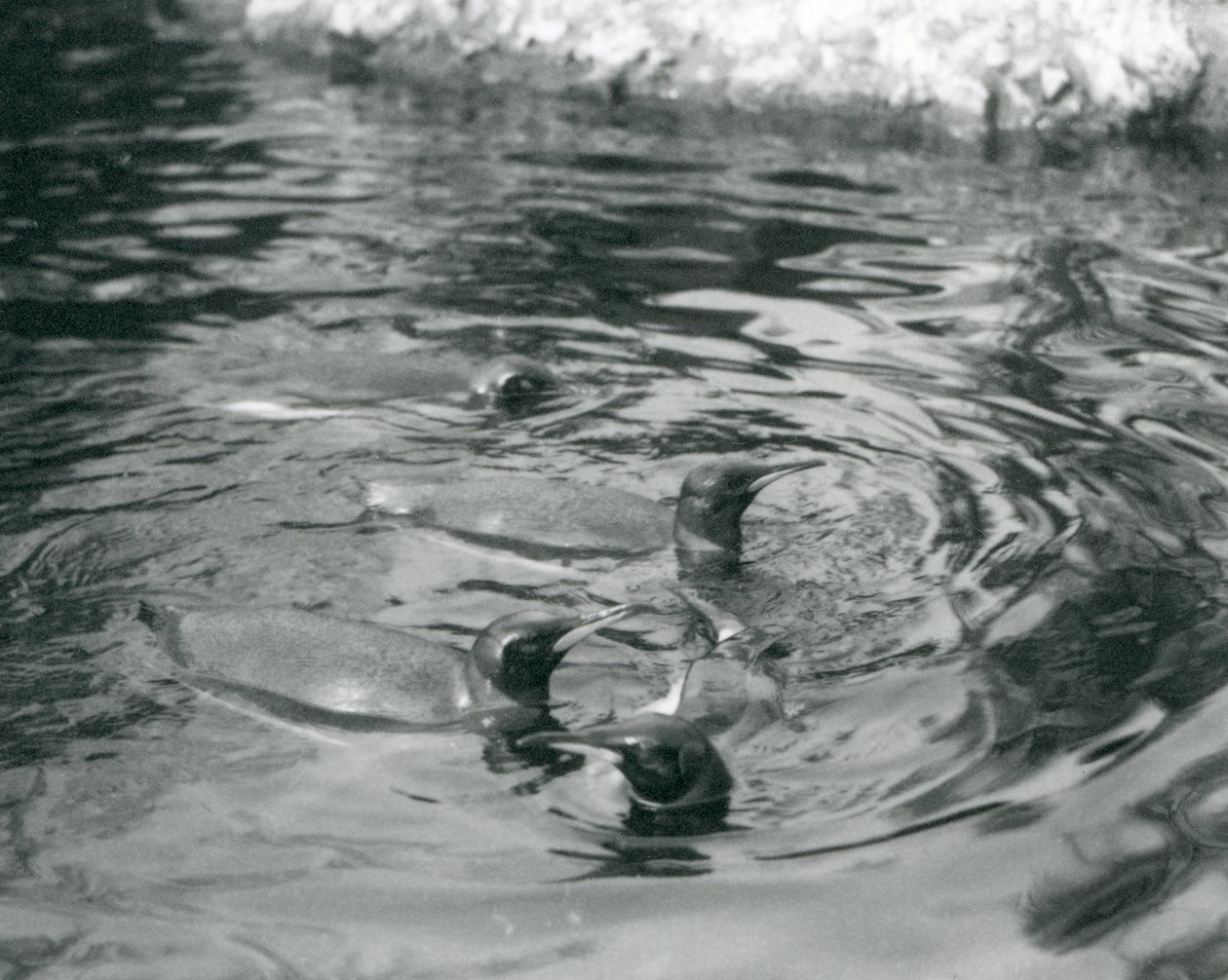 Fyra kungpingviner simmar i deras pool på London Zoo, juni 1927 av Frederick William Bond