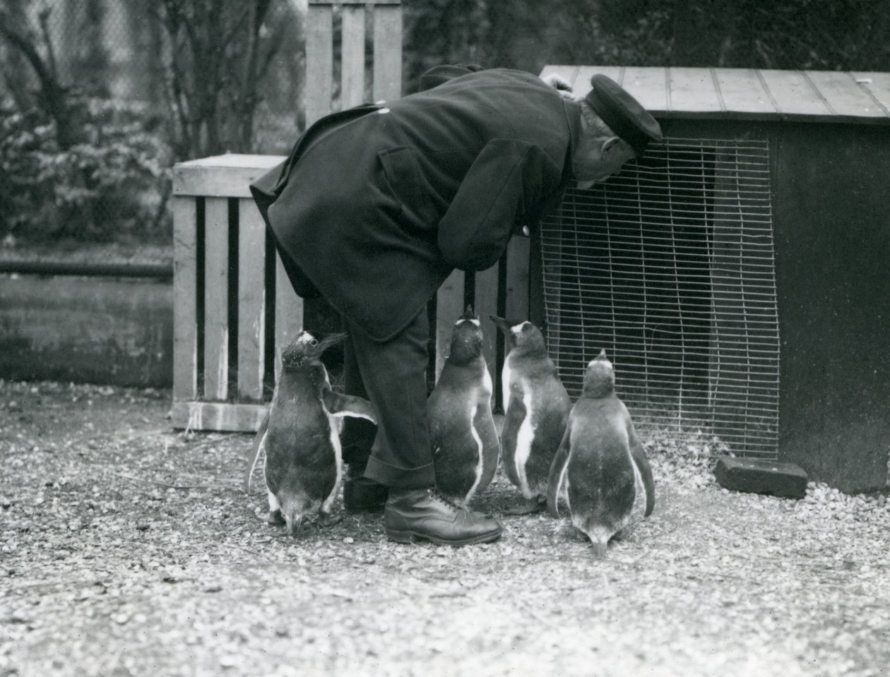 Gentoo Penguins med målvakten Albert White, London Zoo, ca 1914 av Frederick William Bond