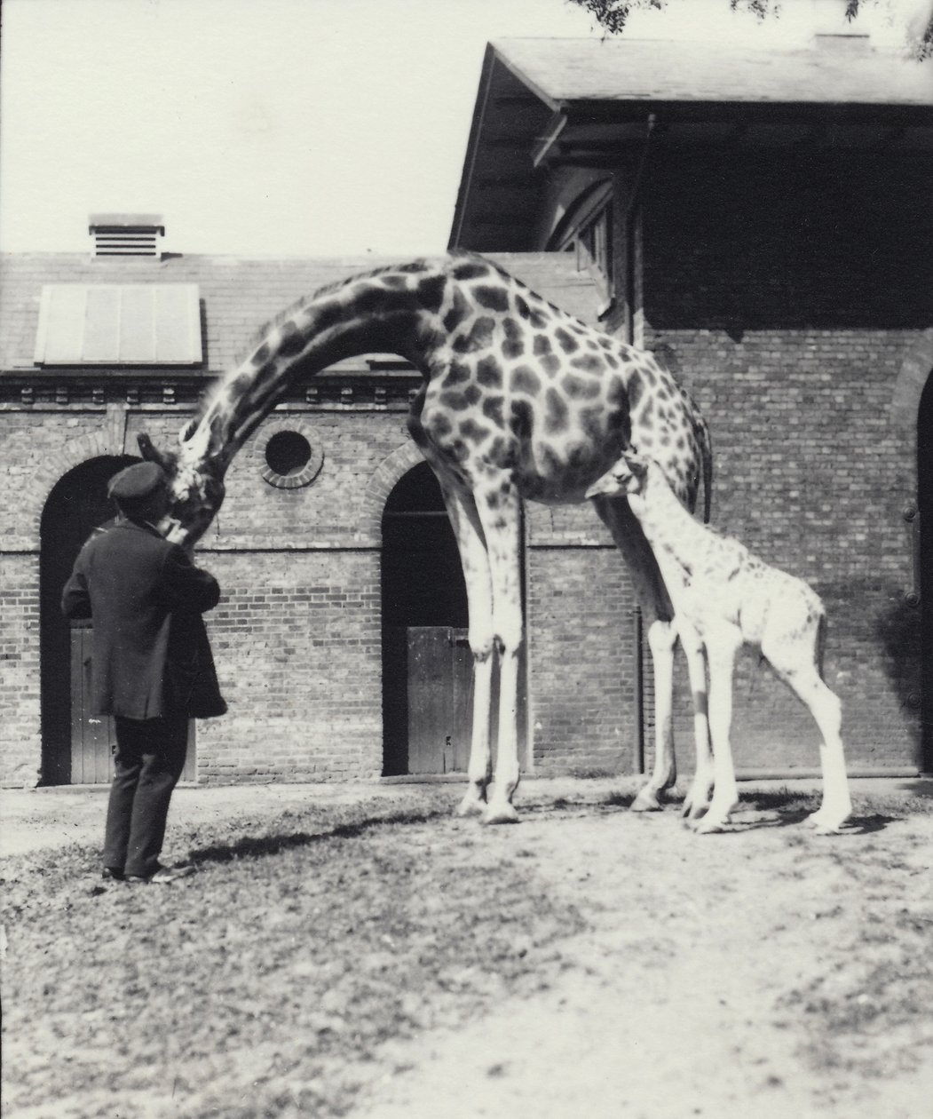 Giraff med 3 dagar gammal bebis och skötare på London Zoo, 1914 av Frederick William Bond