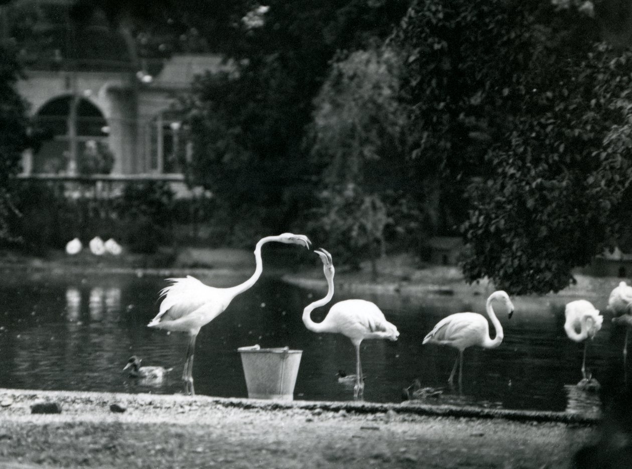 Greater Flamingos på deras sjö i London Zoo 1924 av Frederick William Bond