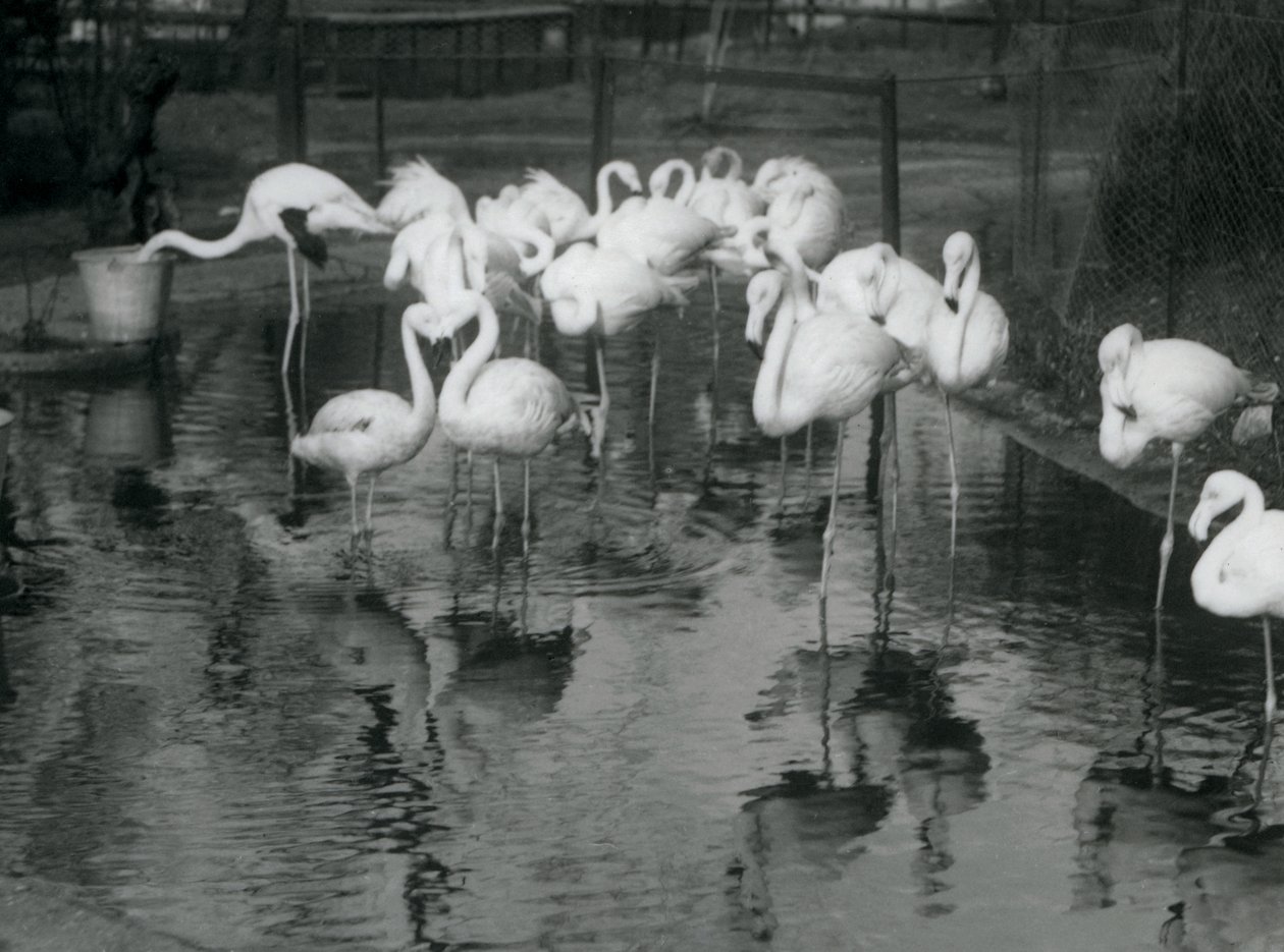 Greater Flamingos på sin damm i London Zoo, 1926 av Frederick William Bond