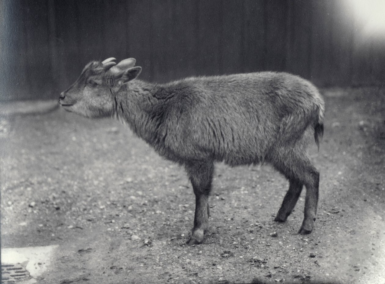 Himalayan Goral på London Zoo, 1914. av Frederick William Bond