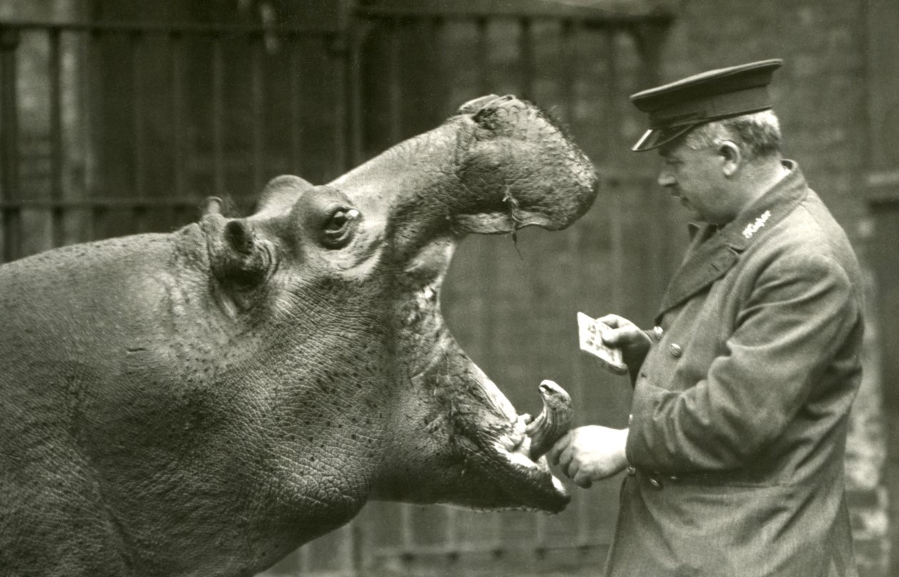 Flodhästen Bobbie med målvakten Ernie Bowman, London Zoo, 1927 av Frederick William Bond