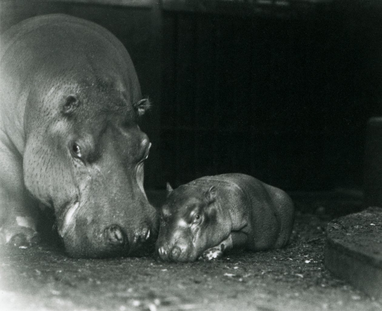 Hippopotamus Joan med sin hankalv Jimmy på London Zoo i mars 1927 av Frederick William Bond