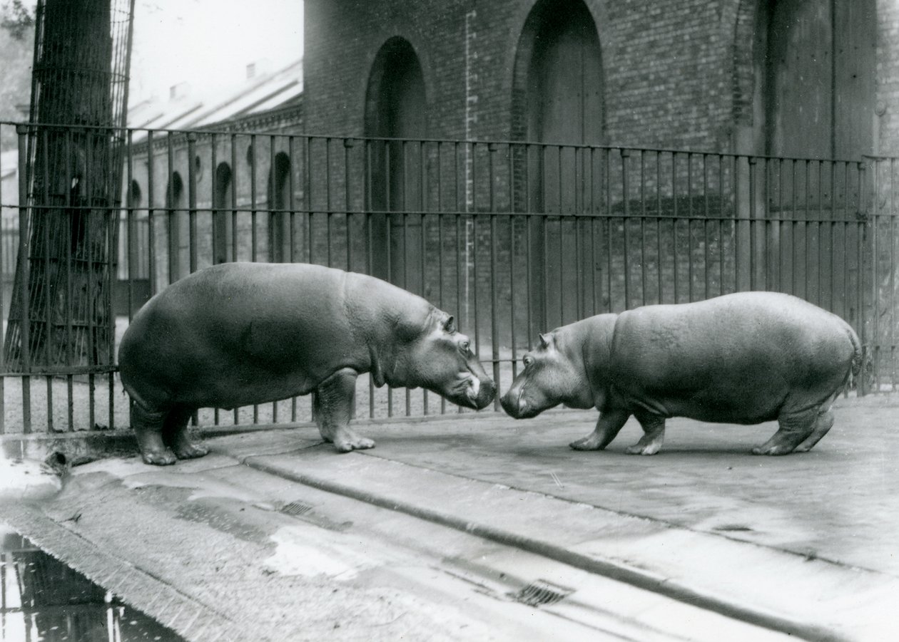 Flodhästarna Bobbie och Joan introduceras i London Zoo, 1923 (svart foto) av Frederick William Bond