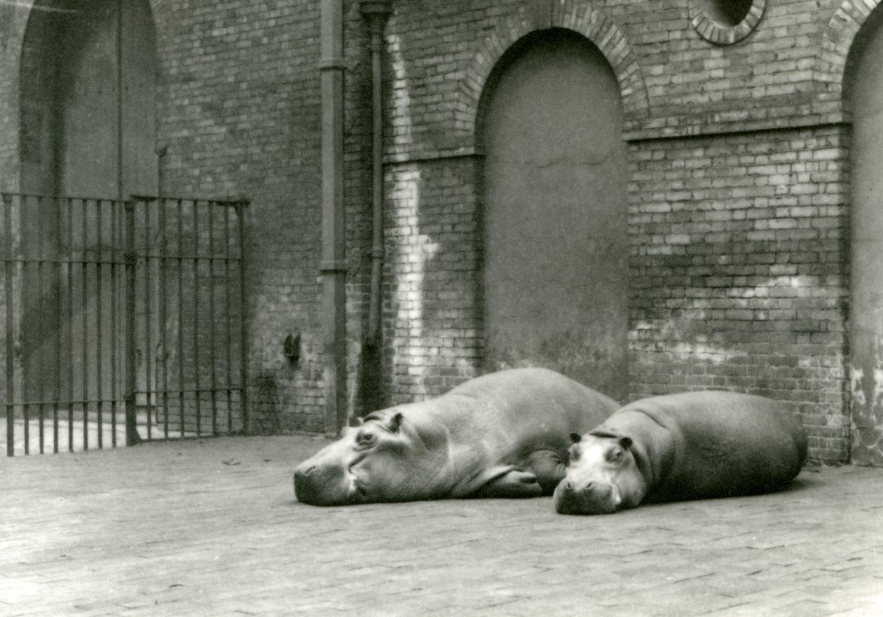 Flodhästarna Bobbie och Joan i London Zoo, juli 1923 (svart foto) av Frederick William Bond