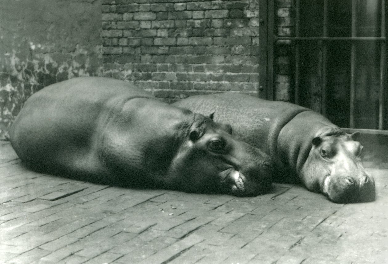 Flodhästarna Bobbie och Joan ligger ner i sin inhägnad i London Zoo, juli 1923 (svartvitt foto) av Frederick William Bond
