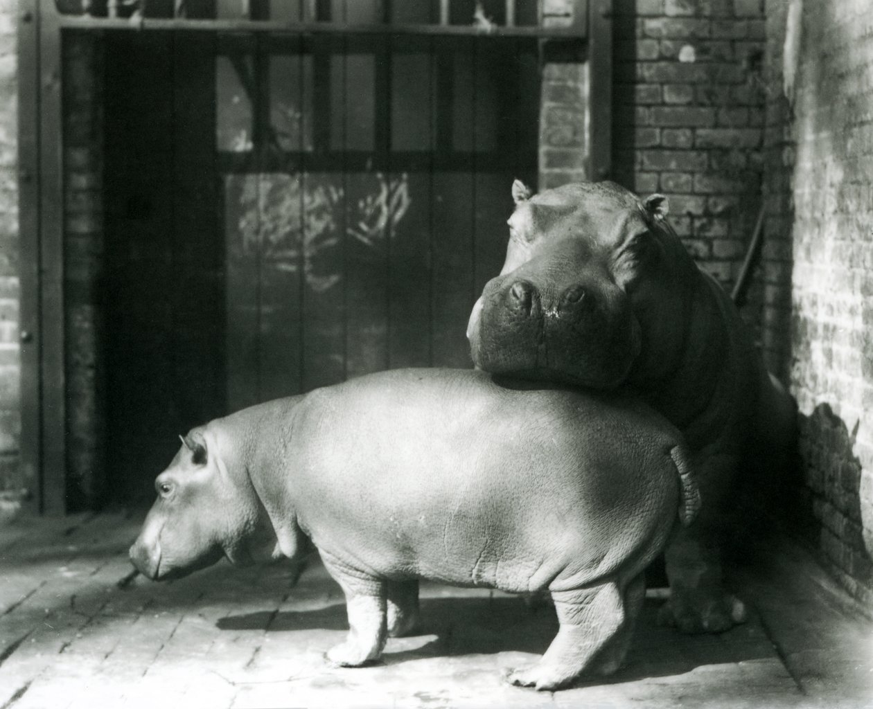 Flodhästarna Joan och Jimmy på London Zoo 1927 av Frederick William Bond