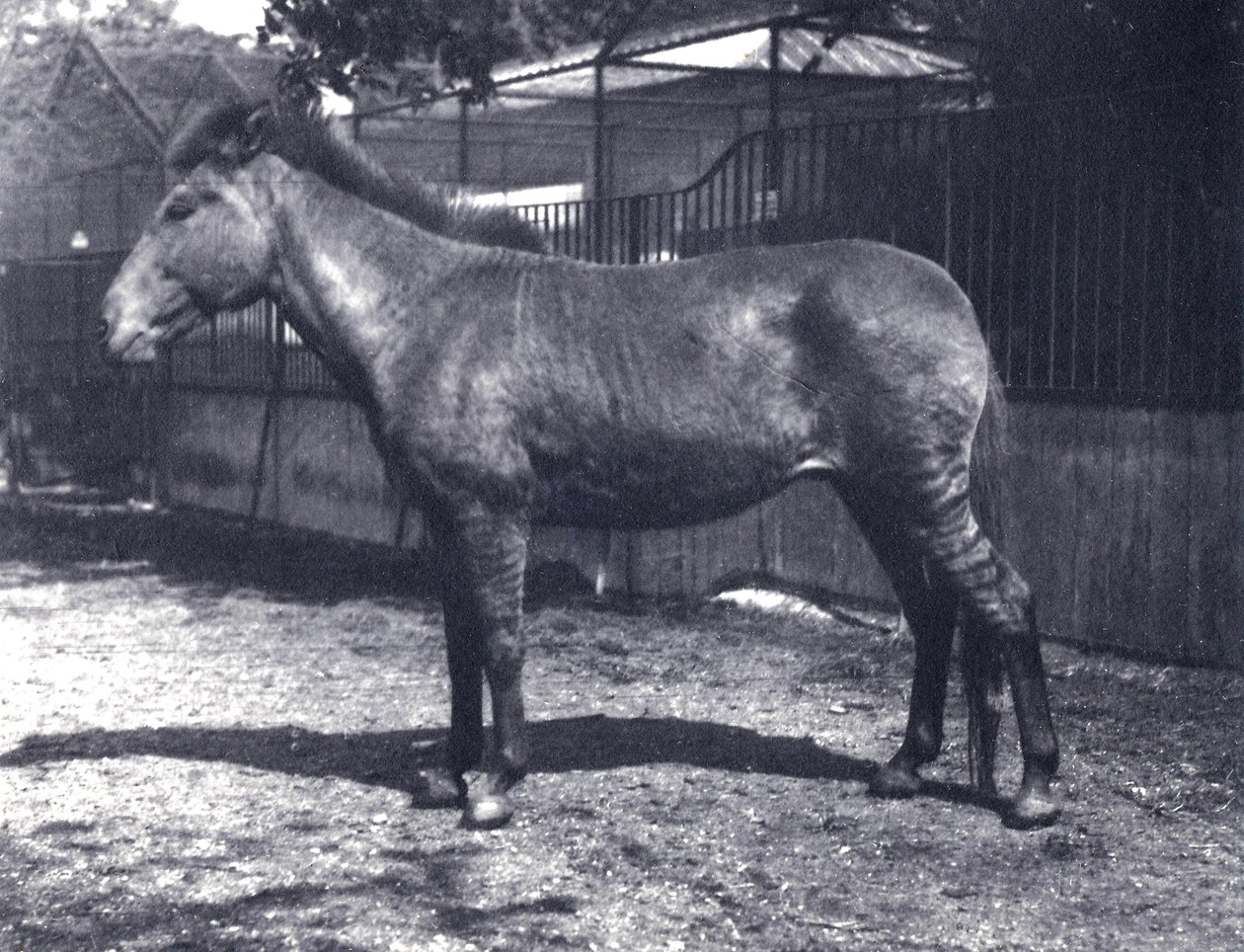 Hybrid zebrahäst på London Zoo, juli 1916 av Frederick William Bond