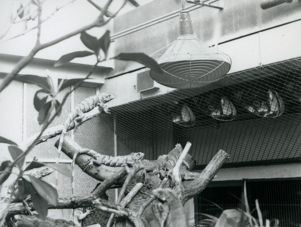 Leguaner, solar sig på grenar och njuter av det konstgjorda solljuset i deras inhägnad, London Zoo, augusti 1928 (s/v foto) av Frederick William Bond