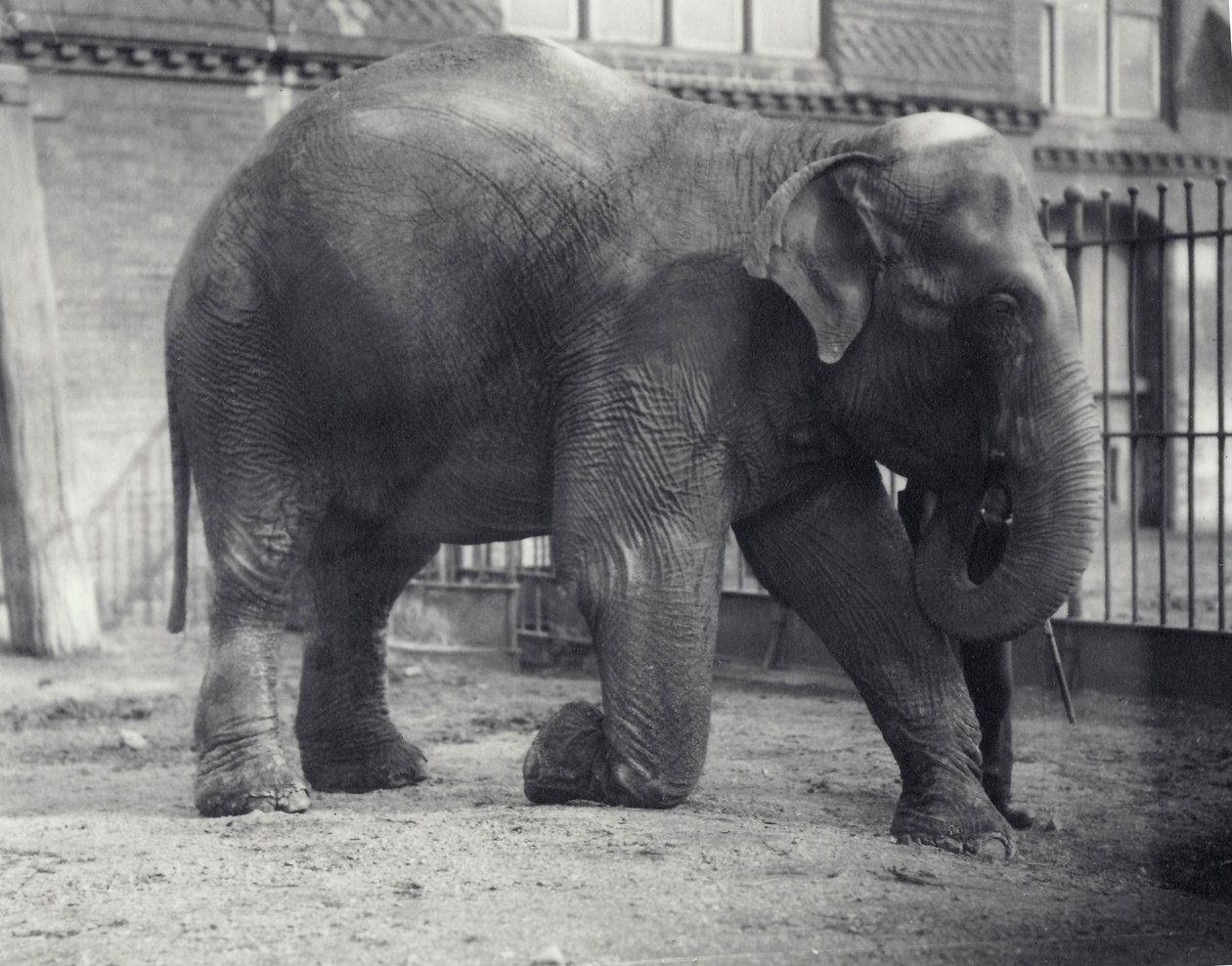 Indisk elefant, Assam Lukhi, knäböjer med målvakten på London Zoo, april 1914 av Frederick William Bond