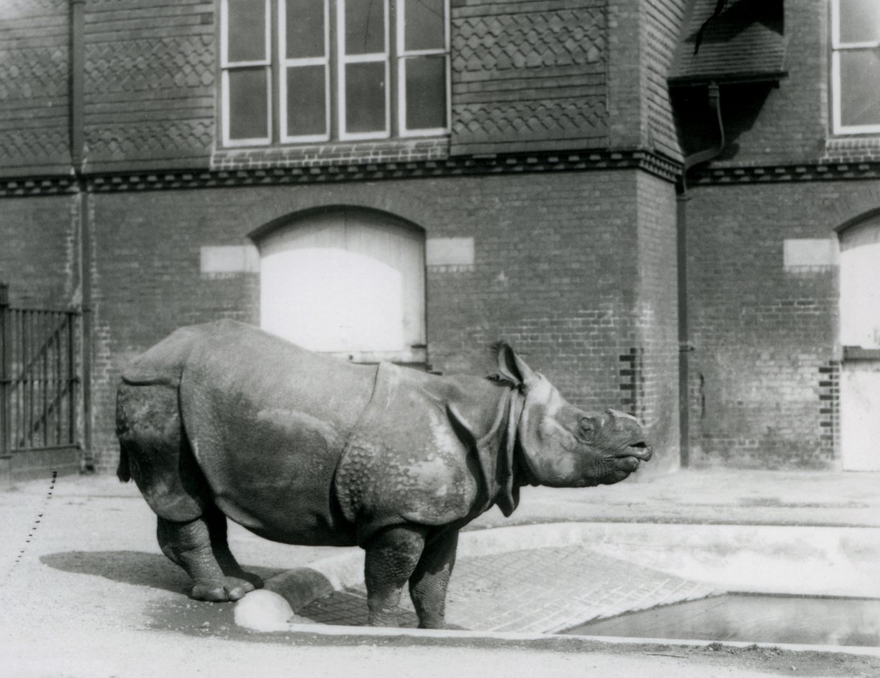 Indiska noshörningen Felix står vid kanten av sin pool på London Zoo 1927 av Frederick William Bond