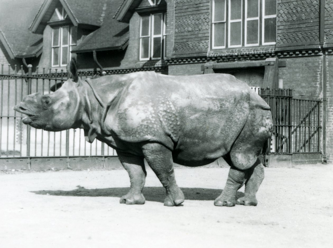 Indiska noshörningen Felix står i sin hage på London Zoo, 1927 av Frederick William Bond