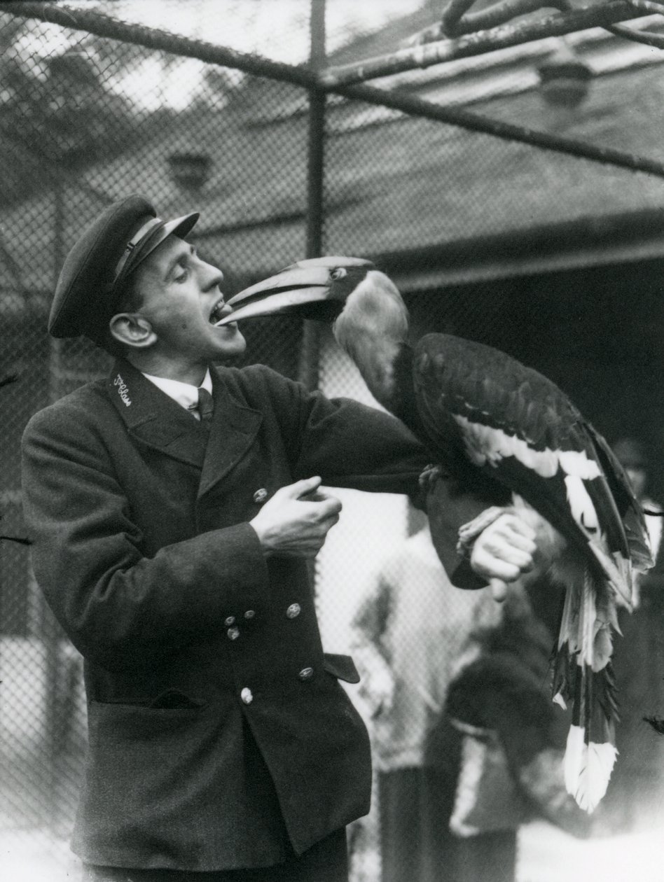 Keeper, T. Raggett matar en stor indisk näshornsfågel med en frukt i munnen. London Zoo 1924 av Frederick William Bond
