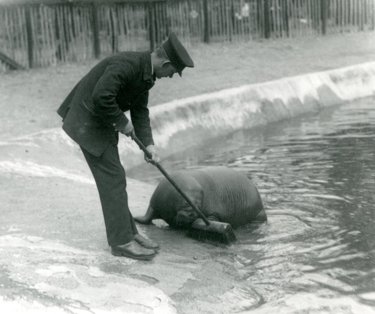 Keeper Arthur Chandler sopar valrossbassängen, London Zoo, 1924 av Frederick William Bond
