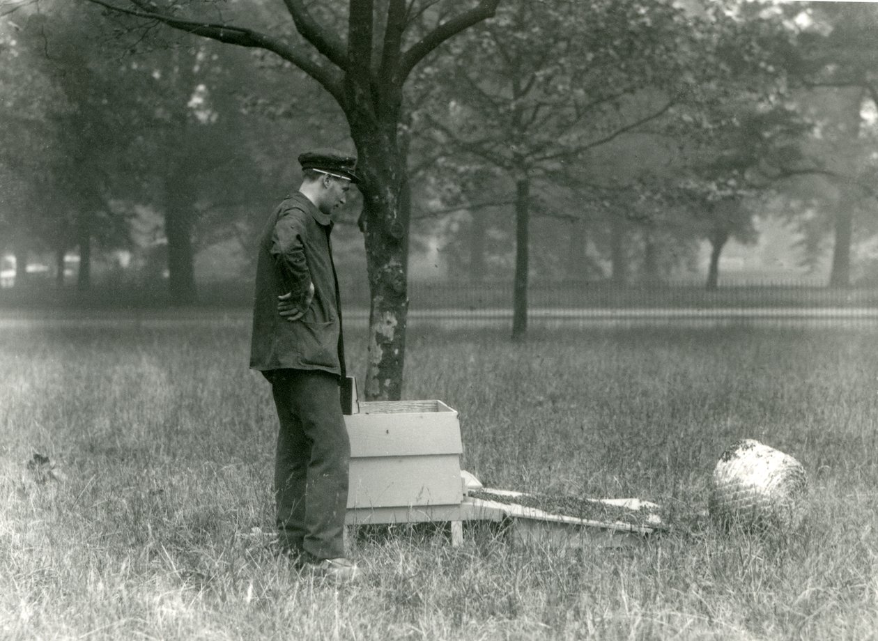 Keeper Brown flyttar en svärm av honungsbin, London Zoo, juli 1926 av Frederick William Bond